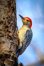 Cute Red Bellied Woodpecker Close Up On The Tree