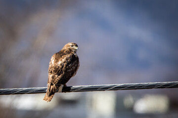 A common red-tailed hawk sitting on a power line with mountains in the distance. Hawks prey on small animals. 