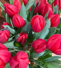 Red Tulips In The Market