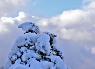 Poster - snow covered trees