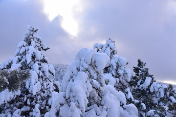 Wall Mural - snow covered trees in the mountains