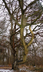 two large intertwined trees, one with a huge horizontal bough, snow sprinkled around on Sidbury Hill Wiltshire 