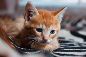 Poster - Selective shot of an adorable orange cat lying on the black-white blanket on the blurred background