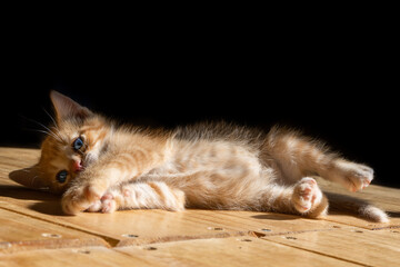 Poster - Adorable cat lying on the wooden floor on the black background