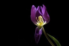 Purple Tulip Flower With Visible Yellow Stamen And Pistil Isolated On A Black Background, Copy Space