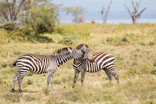 Zebra Couple Playing In Beautiful Light (beautiful Natural Pattern And Intense Colours)