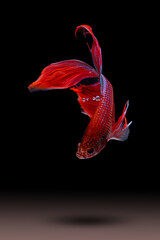 Wall Mural - Betta fish, siamese fighting fish (Halfmoon betta )isolated on black background