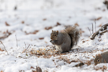 Wall Mural - eastern grey squirrel in the snowy forest
