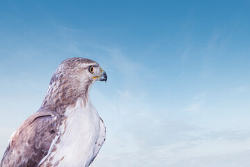 Wall Mural - wild bird of prey red tailed hawk looking into the blue sky