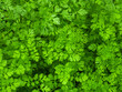 nature green leaves background of thai coriander vegetable a plant of parsley family are planting in organic farm for healthy food ingredient and delicate fragrance as aromatic herb