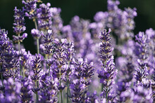 True Lavender, Lavandula Angustifolia