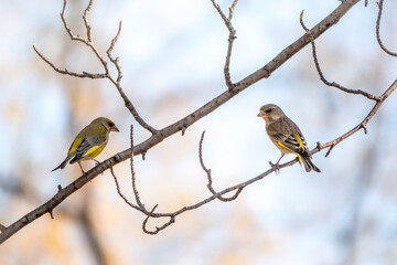 Two Green and yellow songbirds, The European greenfinches sitting on a branch in spring.