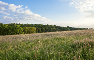 Meadow with forest