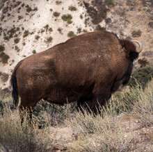 A Bison Looking Away In The Chaparral