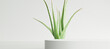 White product display podium with aloe vera leaf on white background. 3D rendering