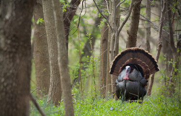 wild turkey - a mature tom struts in eastern deciduous hardwood woodland habitat