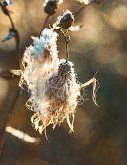 dry fluffy grass with seeds
