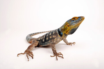 Wall Mural - Baja blue rock lizard // Blauer Felsenleguan  (Petrosaurus thalassinus)