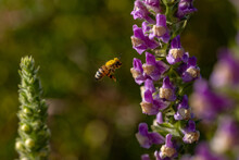 Bee Flying Towards A Flower