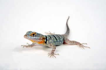 Poster - Baja blue rock lizard (juvenile) // Blauer Felsenleguan (Jungtier) (Petrosaurus thalassinus)