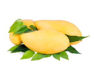 Yellow mango   isolated on a white background