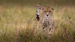cheetah in Masai Mara national reserve