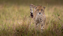Cheetah In Masai Mara National Reserve