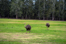 Common Ostrich (scientific Name Struthio Camelus) Grazing In Paddock
