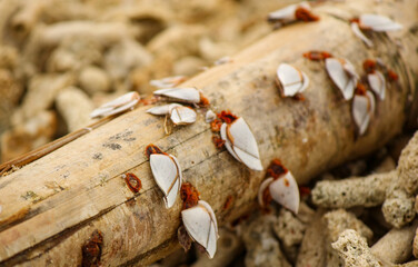 goose barnacles at sea beach.Selective focus