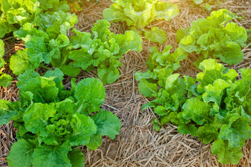 closeup nature view of Lettuce on farm