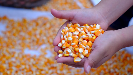 Close-up yellow dried corn for background, dried corn for popcor