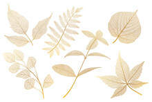 Set Leaf Veins Of Gold On White. Vector Illustration. 