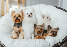 Two White Spitz Dogs And Two Cute Yorkshire Terriers Sitting Together Indoors.