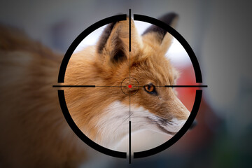 red and white fox in the rifle sight - hunting concept