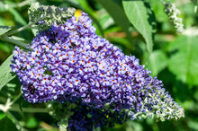 Buddleja Fallowiana 'Lochinch' A Summer Flowering Shrub Plant With A Purple Summertime Flower Commonly Known As Butterfly Bush Which Is In Bloom From July To September, Stock Photo Image