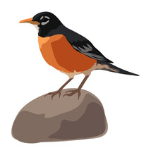 An Illustration Of A American Robin Bird