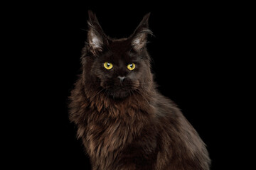 Wall Mural - Portrait of Huge Black Maine Coon Cat sitting on Isolated Black Background