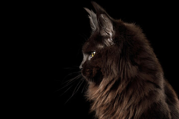 Wall Mural - Portrait of Huge Black Maine Coon Cat in profile view on Isolated Black Background