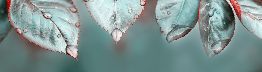 Rose leaves after rain with big and small clear water drops close up.