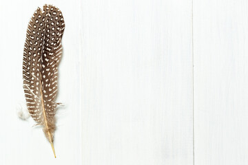 An elegant bird's feather close-up on a light wooden background. Horizontally with space