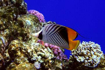 Wall Mural - Colorful coral reef with hard corals at the bottom of tropical Sea. Red Sea