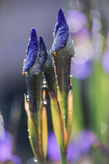 Canvas Print - Blue Iris