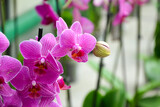 Fototapeta Storczyk - Orchid flowers. Phalaenopsis orchid blossom. Beautiful fresh flowers. Tropical nature. House plant. Nature wallpaper.