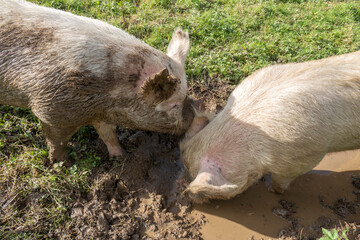 Two pigs rummaging in the mud. 