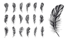 Feathers Set, Hand Drawn Style, Vector Illustrations.	