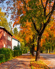 beautiful finnish autumn. red wooden house. empty street covered with fallen leaves and lined up wit