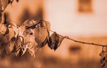 Branches Of An Apricot Tree With Damaged Leaves On The Background Of The House On The Sunset. Selective Focus.