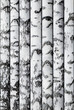 Seamless background of birch trunks stacked in a row. To copy horizontally. Lumber. Template for writing text. Annotation.