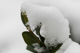Fototapeta  - Liście pokryte śniegiem