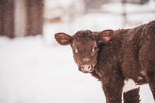 Little Red Angus Shorthorn Cow Calf Standing In The Snow In Winter With Snowflakes Falling.